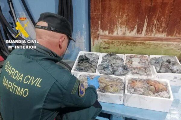 Descubren 75 kilos de pulpo inmaduro en el puerto de Burriana: Importancia de la pesca sostenible