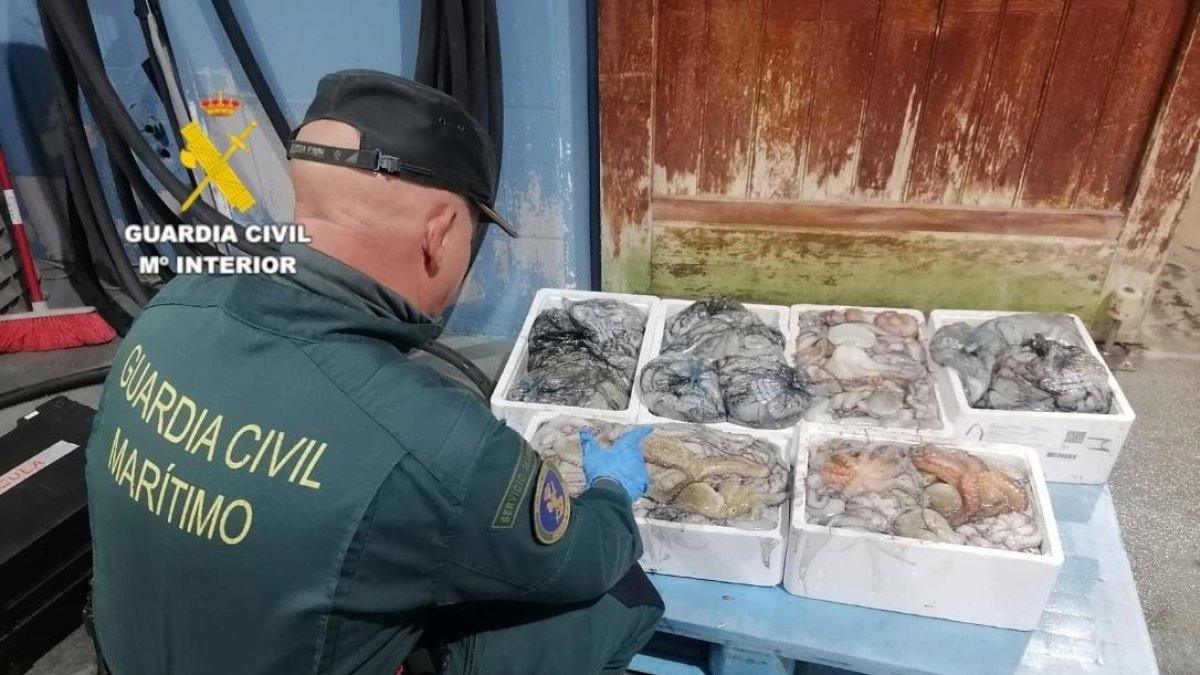 Descubren 75 kilos de pulpo inmaduro en el puerto de Burriana: Importancia de la pesca sostenible
