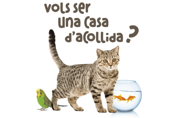 Puçol Establece una Red de Casas de Acogida para la Adopción Temporal de Animales Sin Hogar