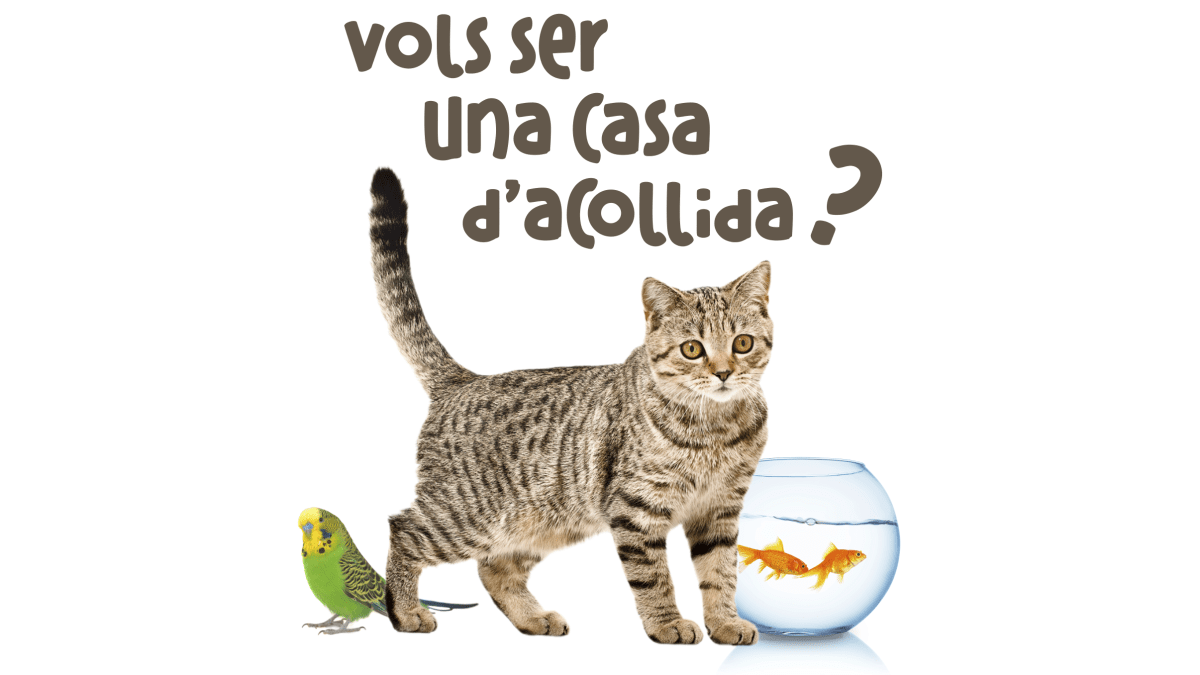 Puçol Establece una Red de Casas de Acogida para la Adopción Temporal de Animales Sin Hogar