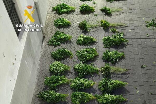 Detenidos en Almassora por la Guardia Civil tras hallar tres plantaciones de marihuana en una casa