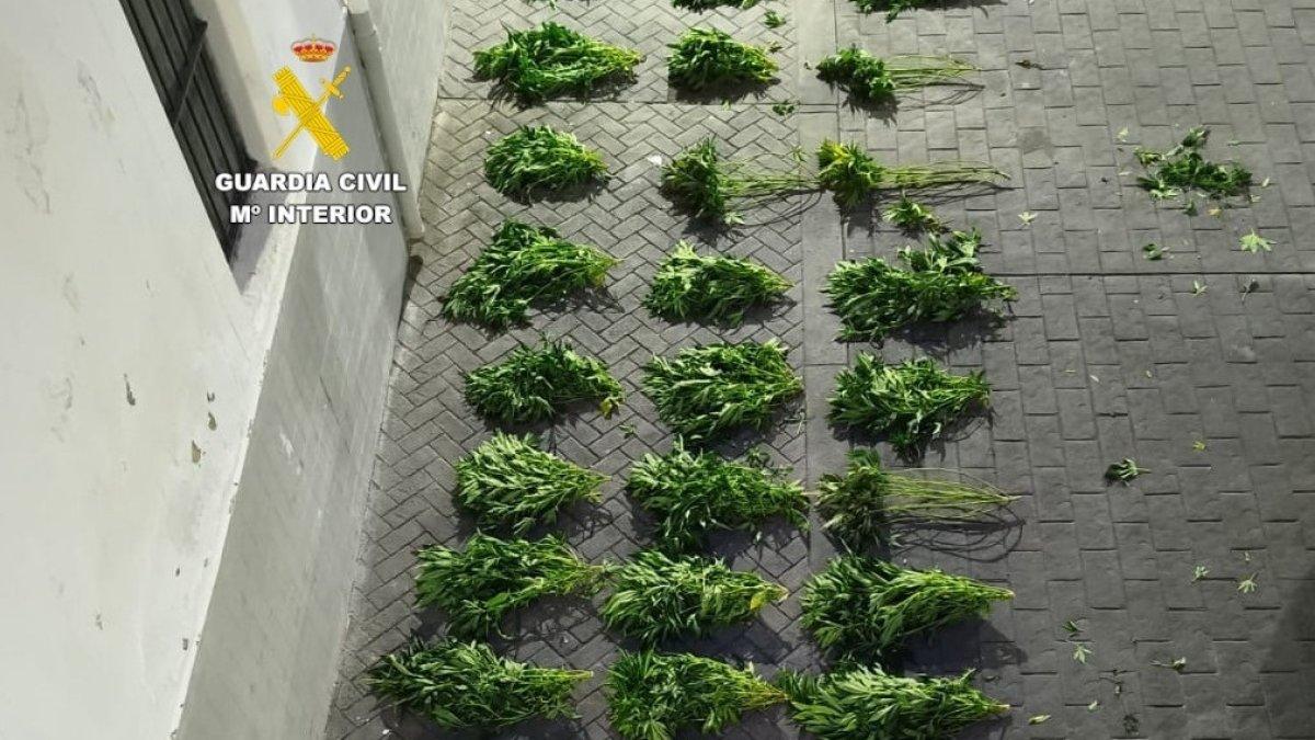 Detenidos en Almassora por la Guardia Civil tras hallar tres plantaciones de marihuana en una casa