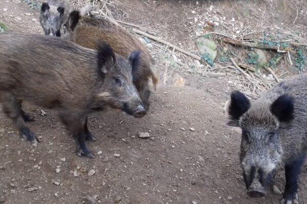 Federación de Caza Activa en el Norte de Castellón para Prevenir la Peste Porcina Africana