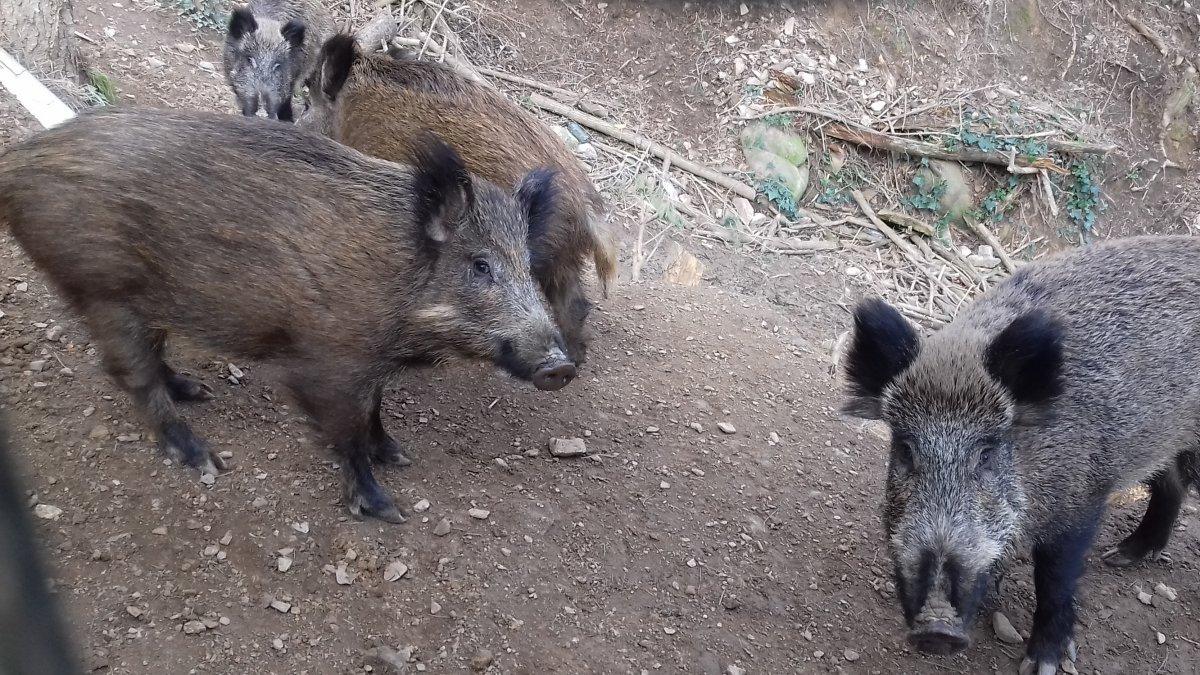 Federación de Caza Activa en el Norte de Castellón para Prevenir la Peste Porcina Africana