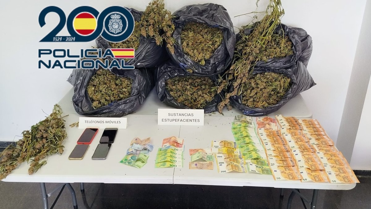 Desmantelan Cultivo Indoor de 615 Plantas de Marihuana y 23 Kilos de Cogollos en Petrer
