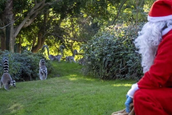 Papá Noel sorprende al sumergirse en el agua para entregar regalos navideños a los hipopótamos de Bioparc Valencia