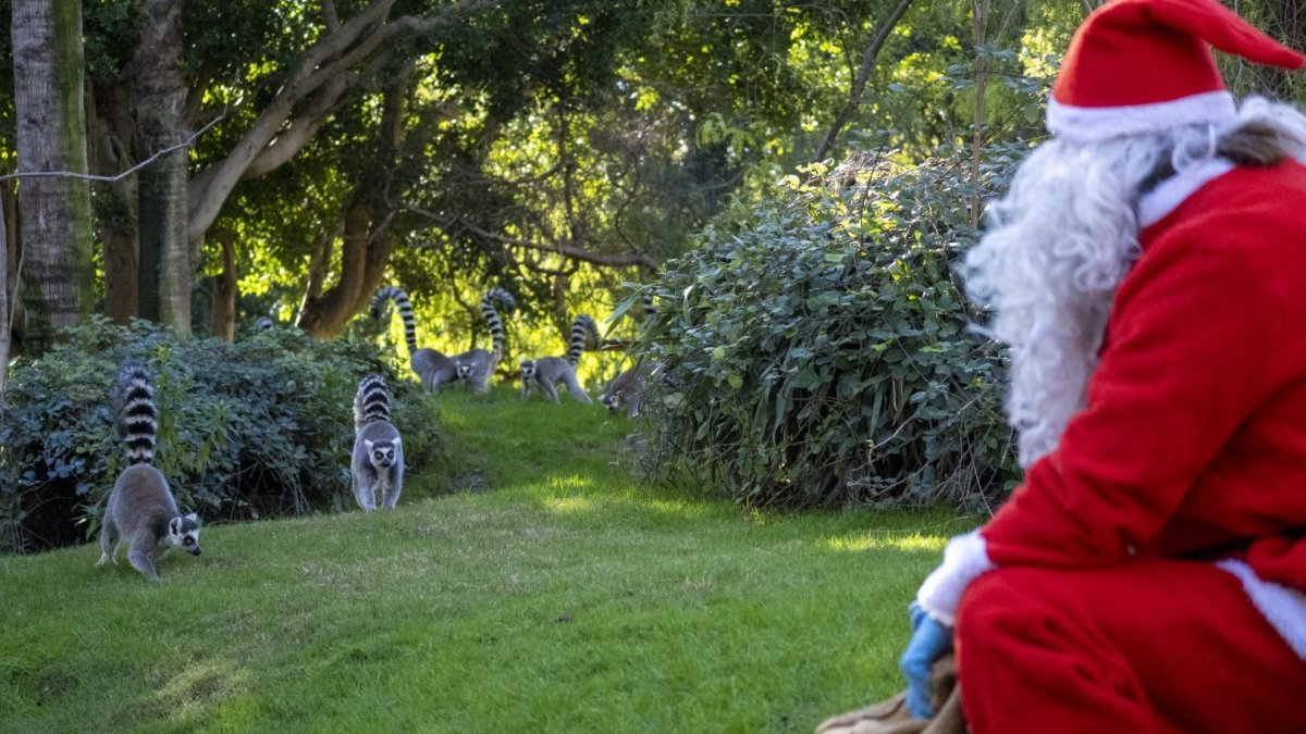 Papá Noel sorprende al sumergirse en el agua para entregar regalos navideños a los hipopótamos de Bioparc Valencia