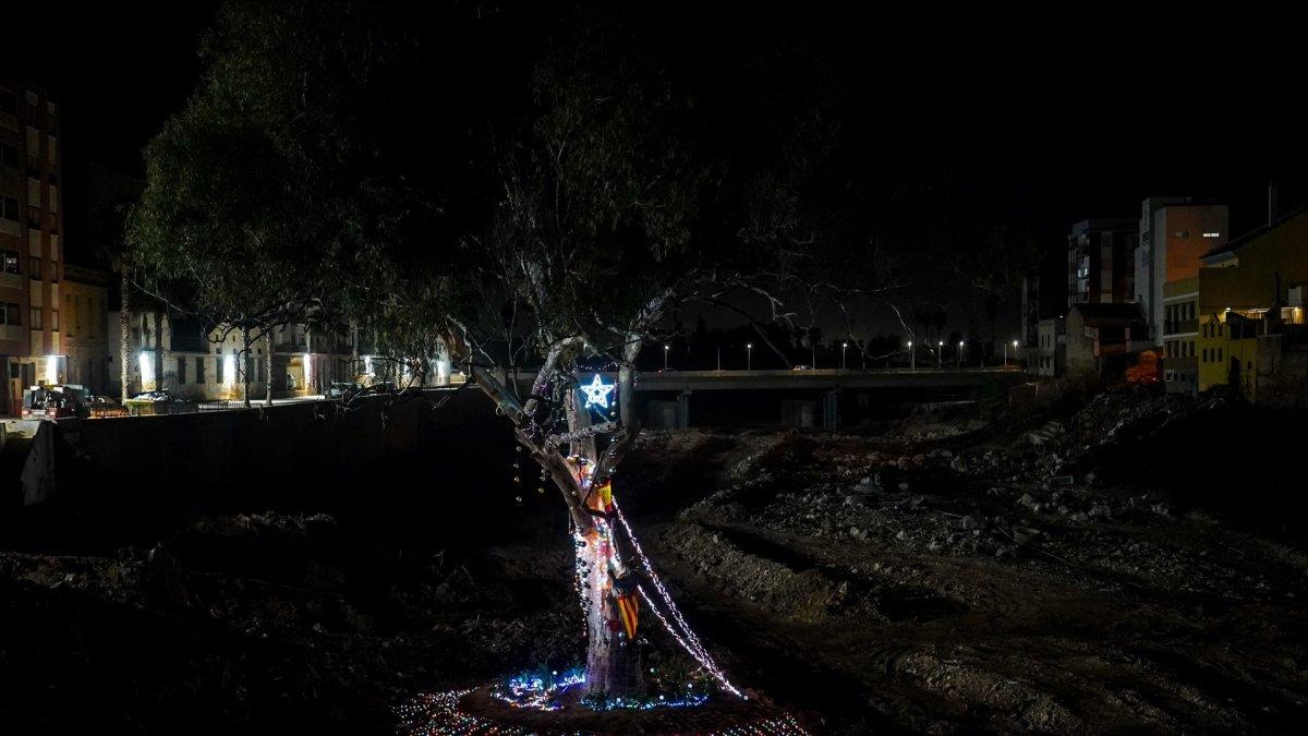 El eucalipto emblemático que resistió la riada en Paiporta se corona como el segundo mejor 'Árbol del Año' en España