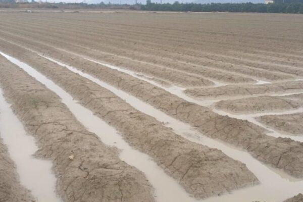 Las recientes lluvias: "un regalo navideño" para el campo, según Asaja Alicante