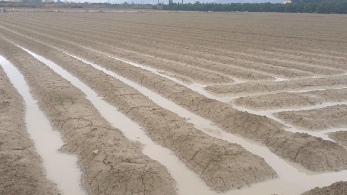 Las recientes lluvias: "un regalo navideño" para el campo, según Asaja Alicante