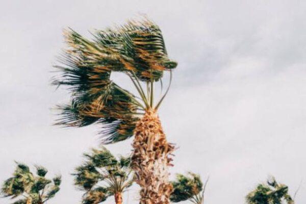Elche Prohíbe el Acceso a Parques y Huertos por Alerta Amarilla de Viento