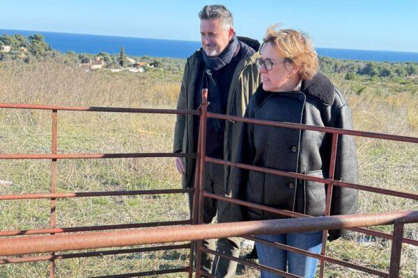 250 cabras en la Plana del Montgó de Xàbia: una solución natural para prevenir incendios durante seis meses