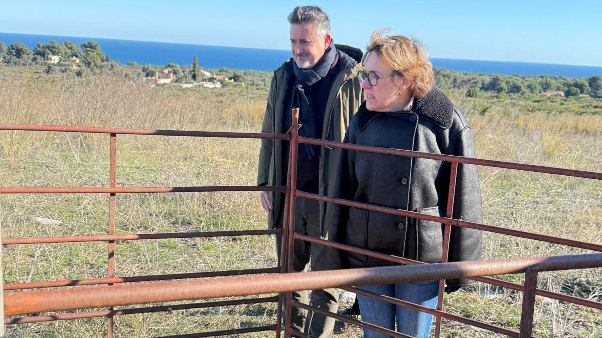 250 cabras en la Plana del Montgó de Xàbia: una solución natural para prevenir incendios durante seis meses