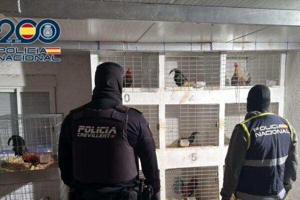 Desmantelan en Crevillente una operación de tráfico de drogas y maltrato animal con 19 gallos de pelea mutilados