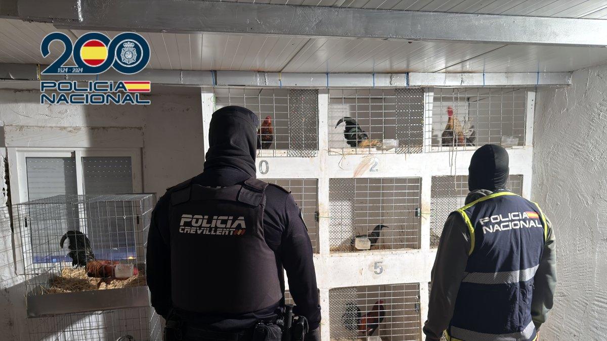 Desmantelan en Crevillente una operación de tráfico de drogas y maltrato animal con 19 gallos de pelea mutilados