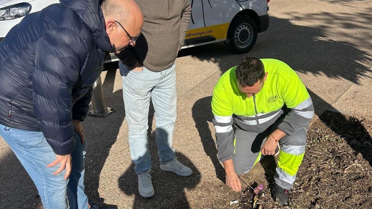 Albal lanza un operativo de control de plagas: ¡guerra total contra ratas y ratones!
