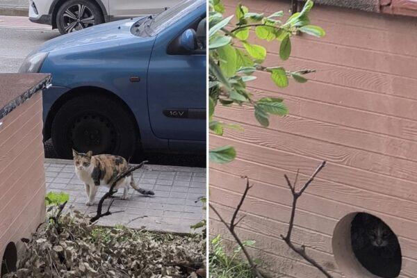 Valencia y su compromiso con los gatos: cómo se protege a la colonia felina del Nou Mestalla