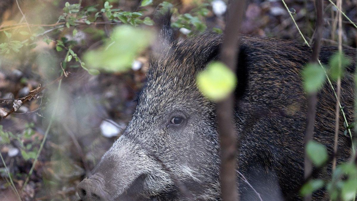 Consell Intensifica Control de Jabalíes y Plan de Choque contra la Peste Porcina: Medidas Efectivas para la Fauna y la Salud Pública