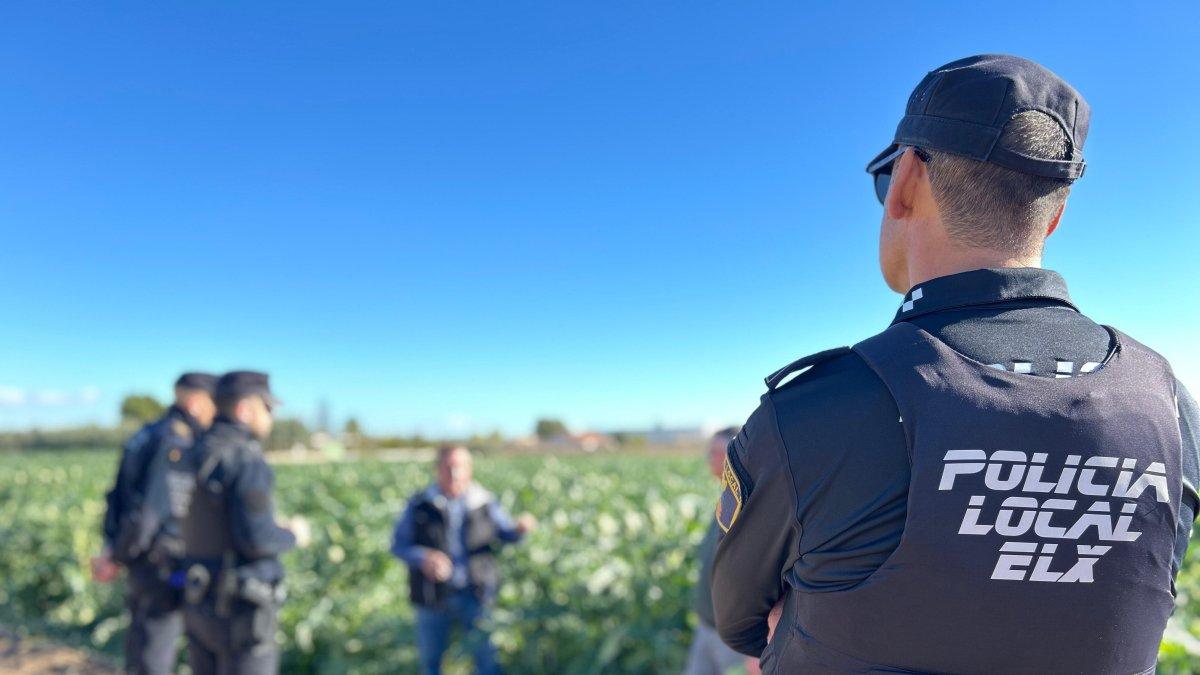 Operativo Policial en Elche: Protección de Alcachofas Durante la Campaña de Recolección para Evitar Robos