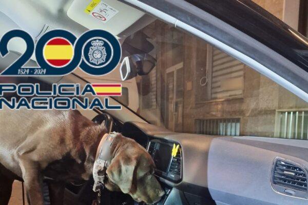 Perro adiestrado ayuda a desmantelar un importante puesto de drogas en Benidorm