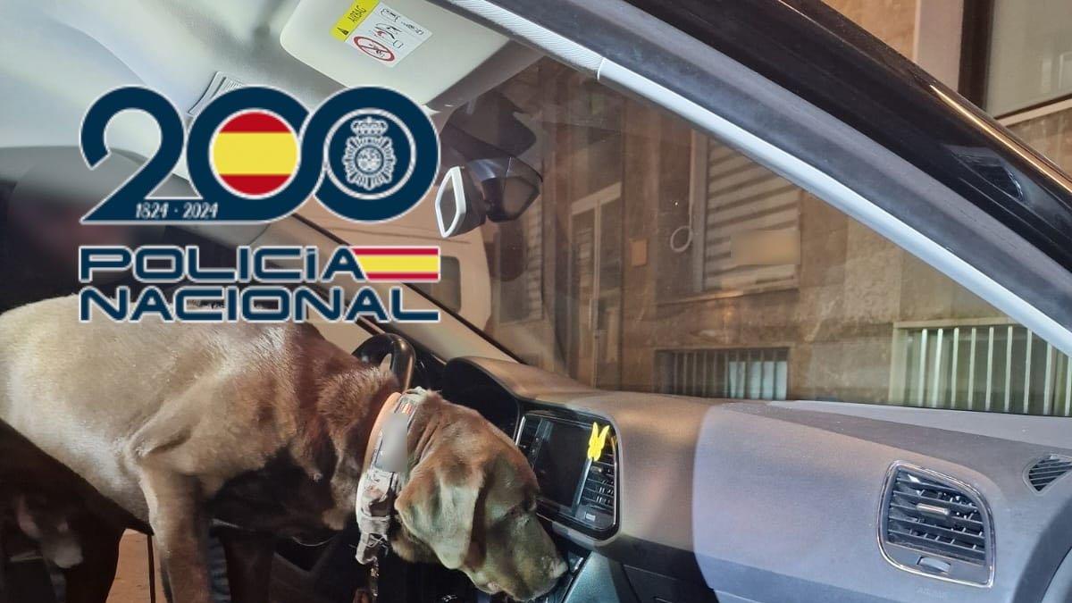 Perro adiestrado ayuda a desmantelar un importante puesto de drogas en Benidorm