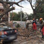 Emergencias atiende 1.681 incidencias por fuertes vientos: ¿Qué hacer ante la tormenta?