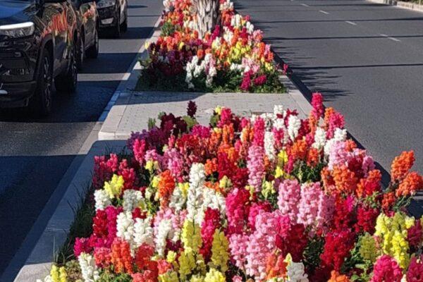 Primavera en Alicante: La Explanada de España se llena de color con un hermoso tapiz de flores