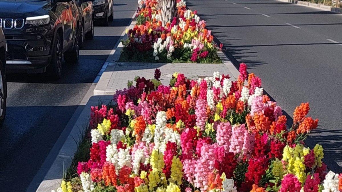 Primavera en Alicante: La Explanada de España se llena de color con un hermoso tapiz de flores