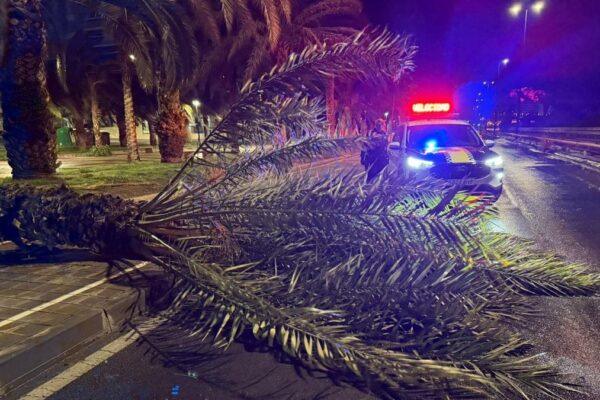 Alicante enfrenta emergencias por vientos: cierre de parques, apertura del Centro de Acogida y activación del Cecopal