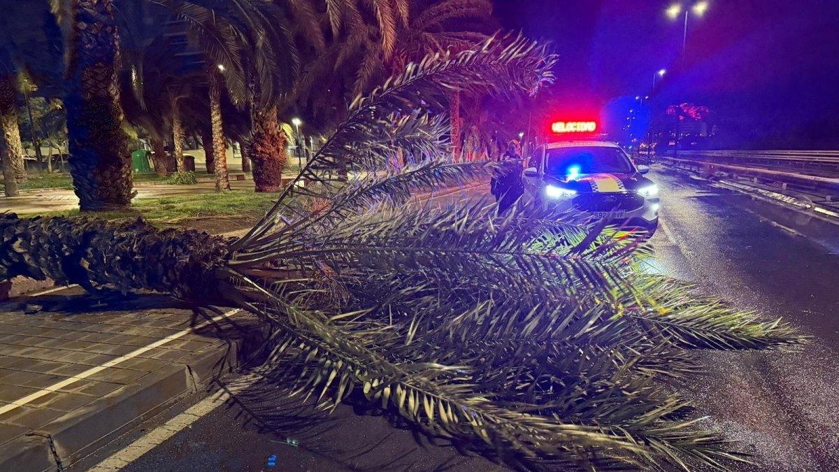 Alicante enfrenta emergencias por vientos: cierre de parques, apertura del Centro de Acogida y activación del Cecopal
