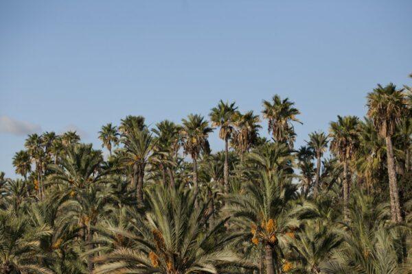Recupera la Tradición Agraria: El Plan del Palmeral de Elche Impulsa sus Huertos Históricos