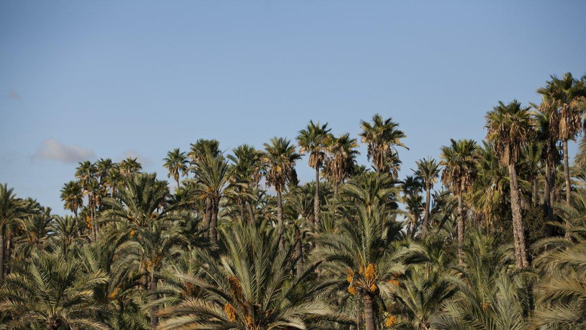 Recupera la Tradición Agraria: El Plan del Palmeral de Elche Impulsa sus Huertos Históricos