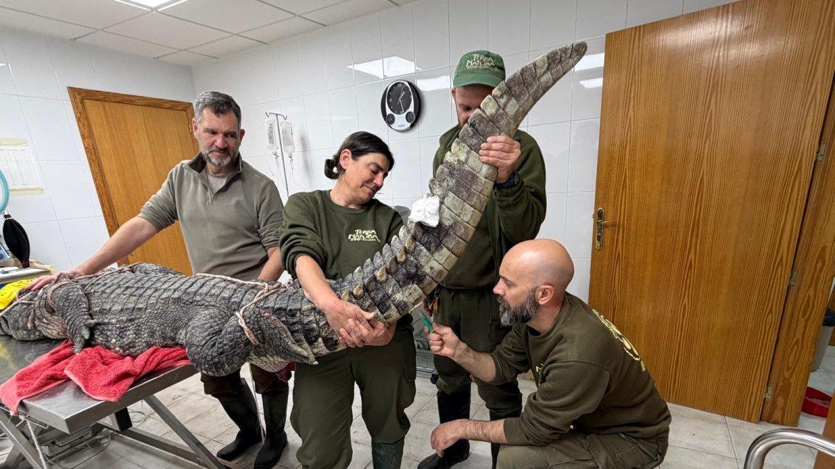 Investigadores toman muestras genéticas de pareja de cocodrilos siameses para fomentar su reproducción controlada