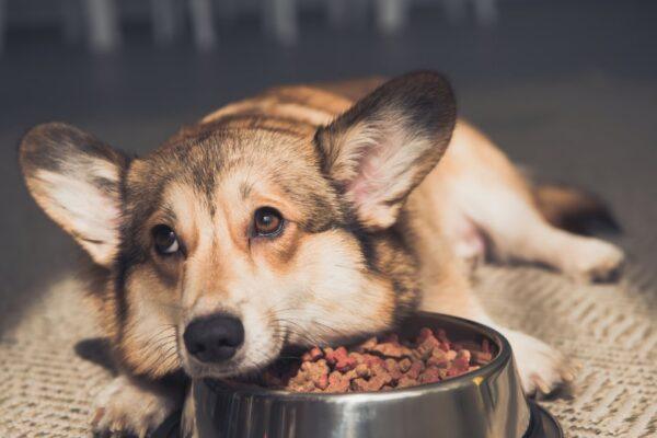 Ley de Bienestar Animal: Multas de hasta 10.000 euros por dejar a tu perro solo más de 24 horas