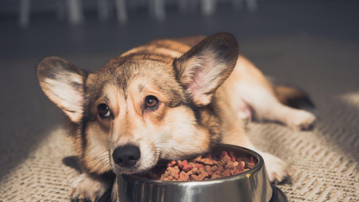 Ley de Bienestar Animal: Multas de hasta 10.000 euros por dejar a tu perro solo más de 24 horas
