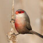 La invasión de un encantador pájaro africano revela un grave problema en los campos de Valencia
