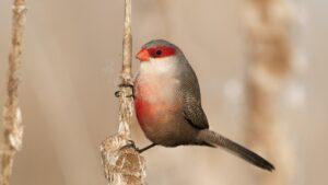 La invasión de un encantador pájaro africano revela un grave problema en los campos de Valencia