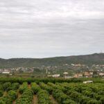 Torrent incrementa su patrimonio forestal con la adquisición de una finca de 58 hectáreas en la Serra Perenxisa