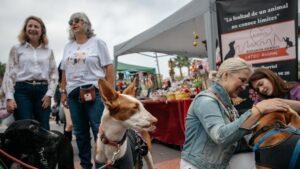 Festival de adopción en Castellón: miles de familias apoyan la causa de los animales abandonados