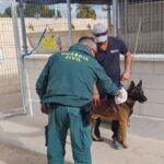 Un collar de castigo provoca graves heridas en un perro tras quedar incrustado en su cuello