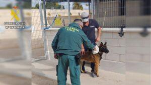Un collar de castigo provoca graves heridas en un perro tras quedar incrustado en su cuello