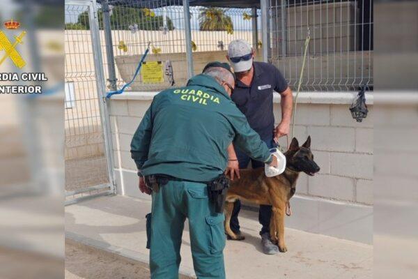 Un collar de castigo provoca graves heridas en un perro tras quedar incrustado en su cuello