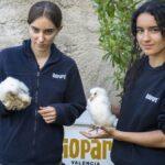 La Fundación BIOPARC reintroduce la lechuza común en las áreas periurbanas de Valencia