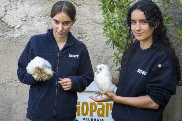 La Fundación BIOPARC reintroduce la lechuza común en las áreas periurbanas de Valencia