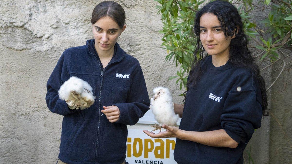 La Fundación BIOPARC reintroduce la lechuza común en las áreas periurbanas de Valencia