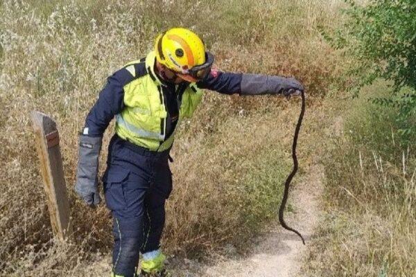 Impactante rescate de una serpiente en un aparador en Alcoy: Intervención de los bomberos