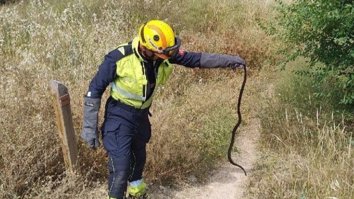 Impactante rescate de una serpiente en un aparador en Alcoy: Intervención de los bomberos