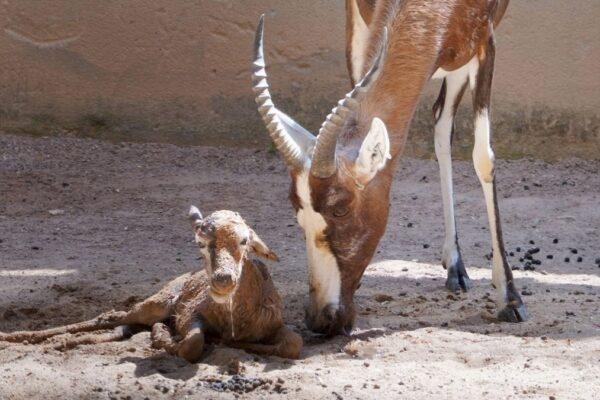 Nace un blesbok en Bioparc Valencia: un emocionante momento que no te puedes perder