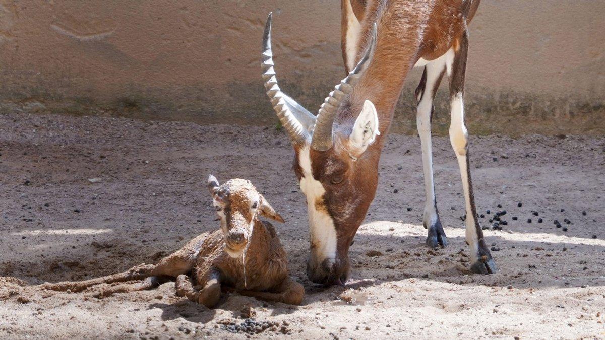 Nace un blesbok en Bioparc Valencia: un emocionante momento que no te puedes perder