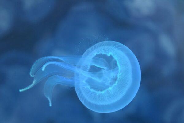 Alerta en la Playa de la Goleta: 50 Picaduras de Medusas Durante un Triatlón